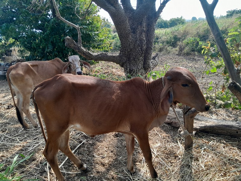 વાસળી