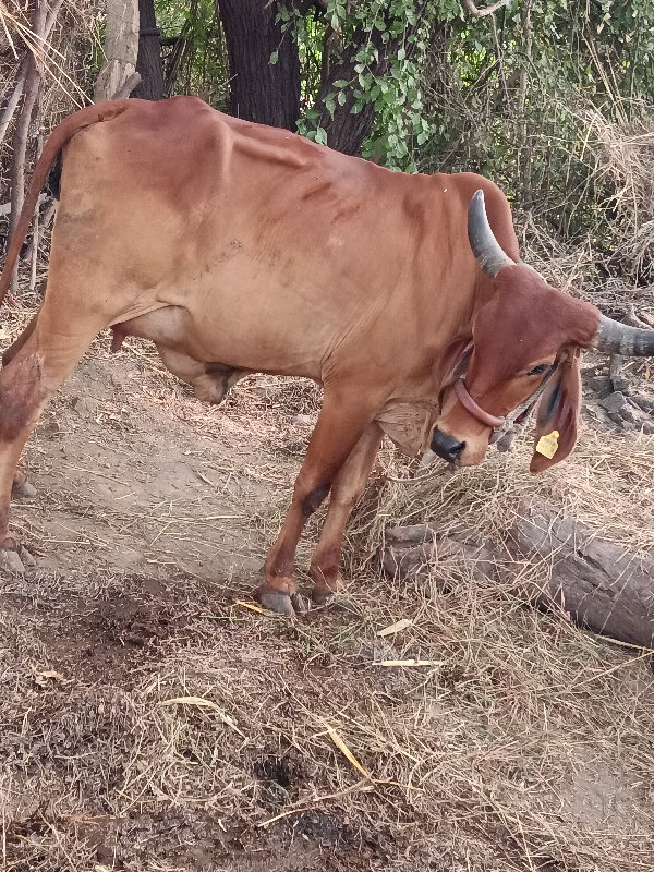 ગાય વેચવાની છે...