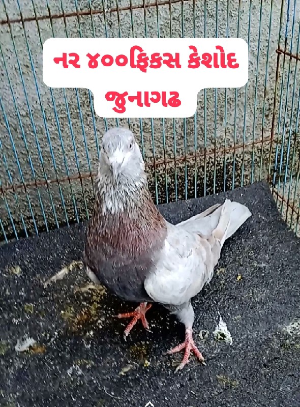 કબુતર વેચવાના છ...