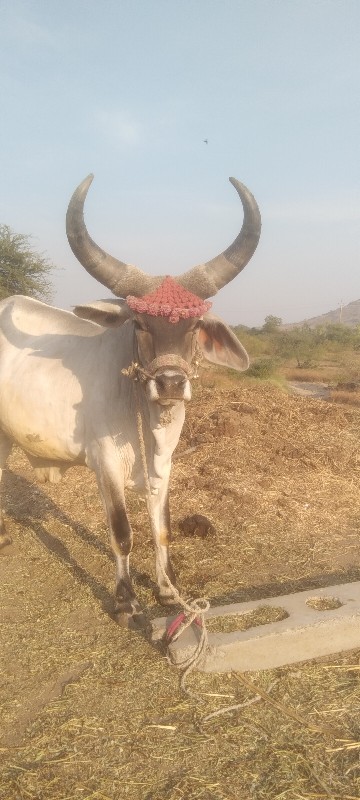 ગોઢલા વેચવાના છ...