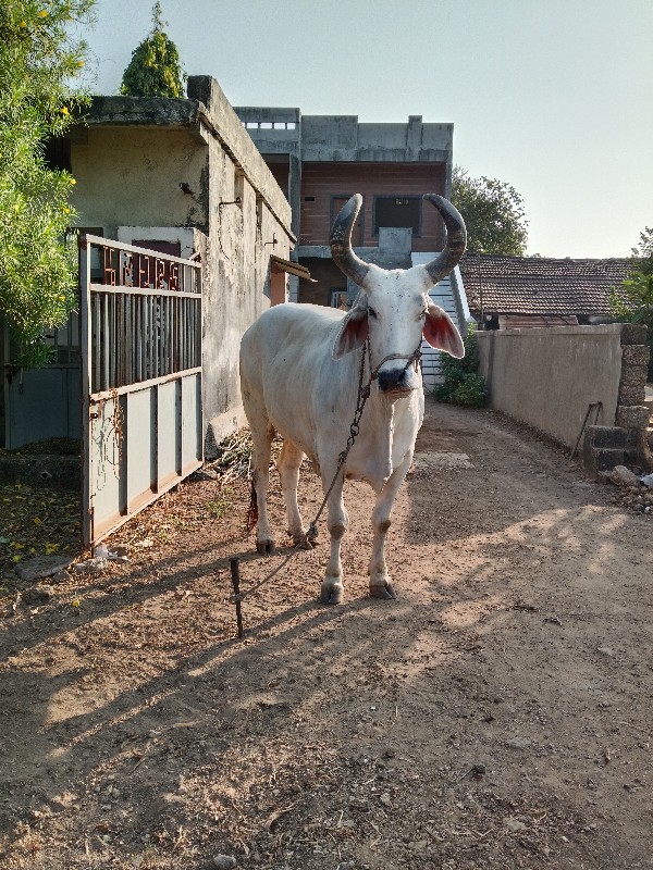 બરદ વેચવાનો છે