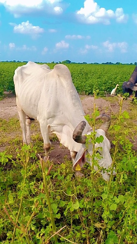 બળદ દેવાનાછે