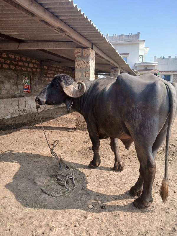 પાડો વેશવા નો છ...