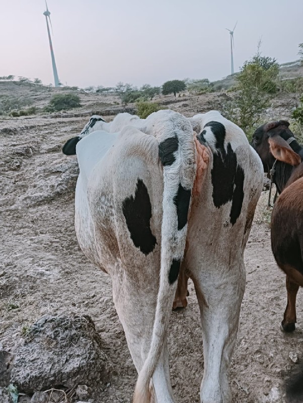 ગાય