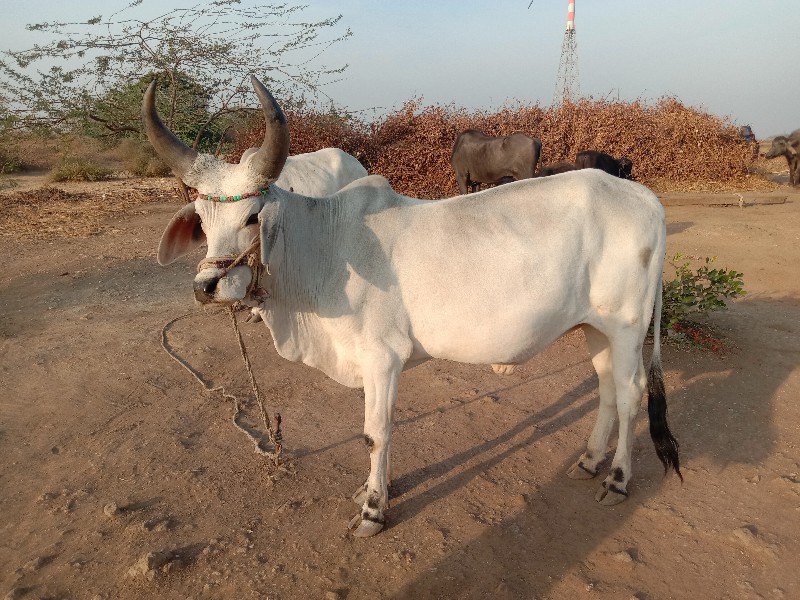 ગોઢલા વેચવાના છ...