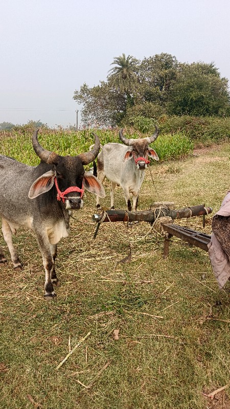 1 વાવણી વાવેલા...