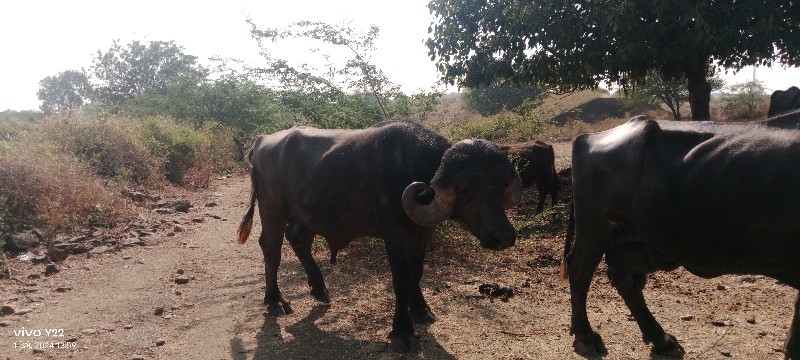 પાડો વેચવાનો છે