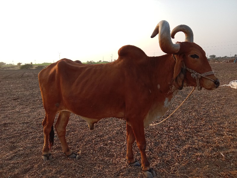 બળદ વેચવાનો છે