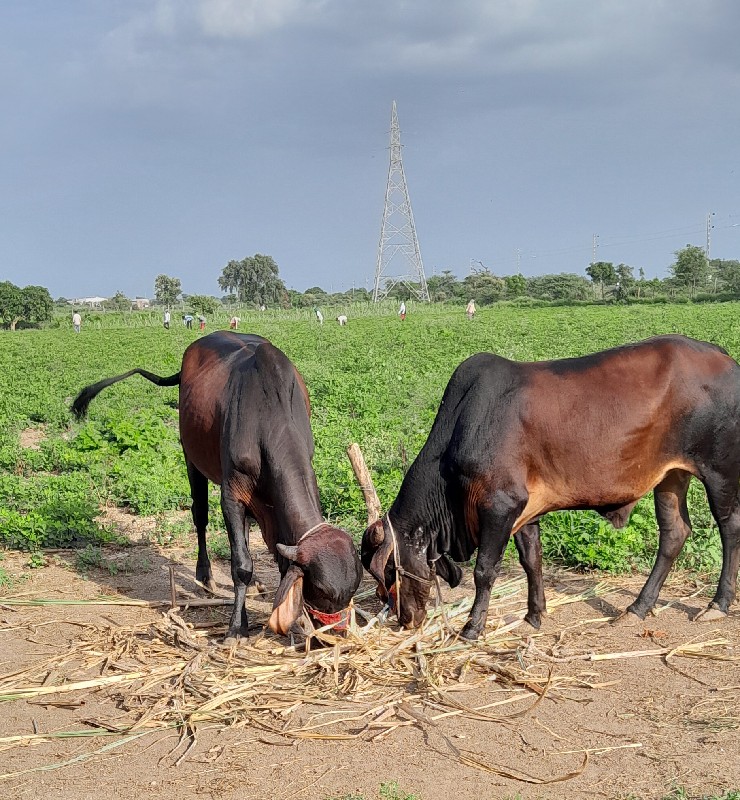 ગોંઢલા વેચવાના...