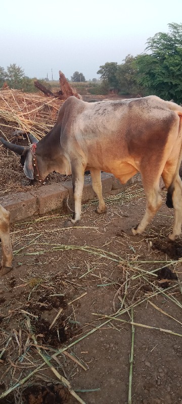 ગોઢલા વેચવાના છ...