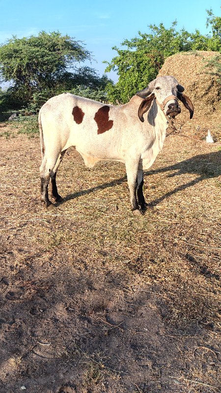 gir cow