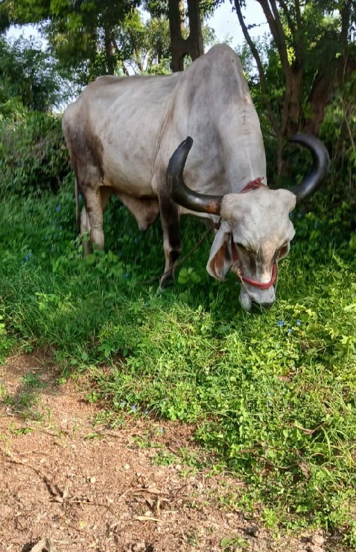 વેસવાનોસે