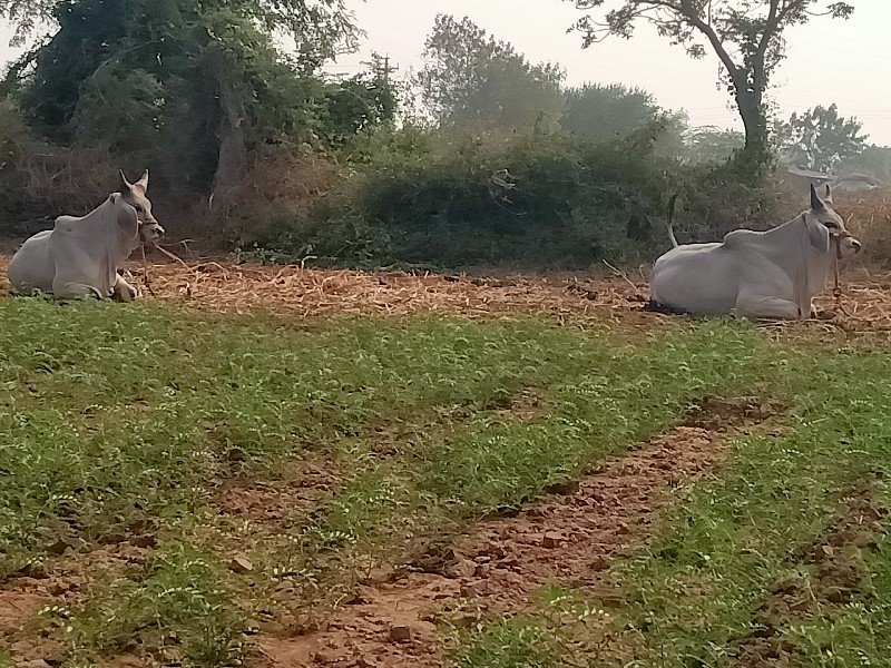 કાંકરેજ ઘોડલાં...