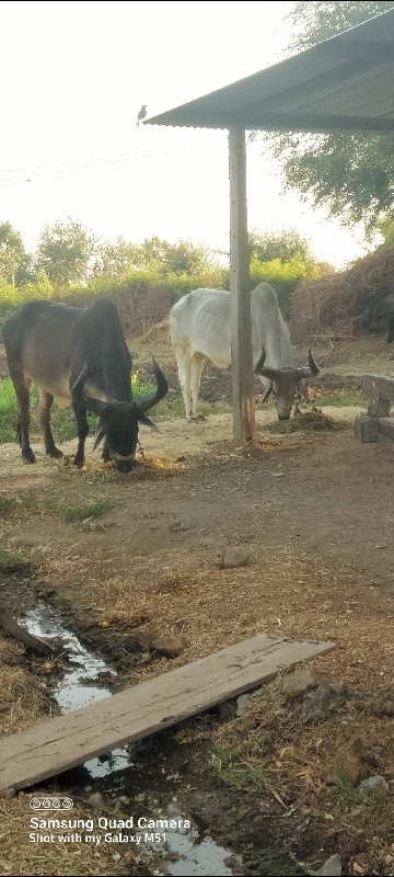 બળદ વેચવાના છે