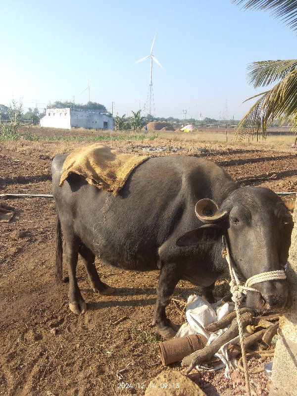 ભેંસ વેચવાની છે