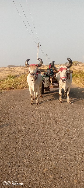 devbhumi Dwarka...