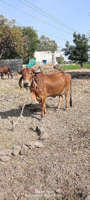 દેશી ગાય વેચવની...