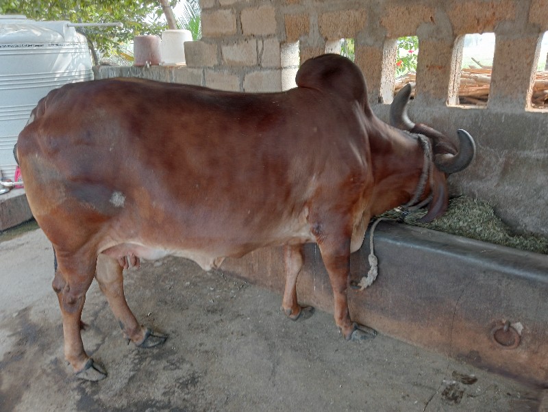 ગાયું વેચવાનું...