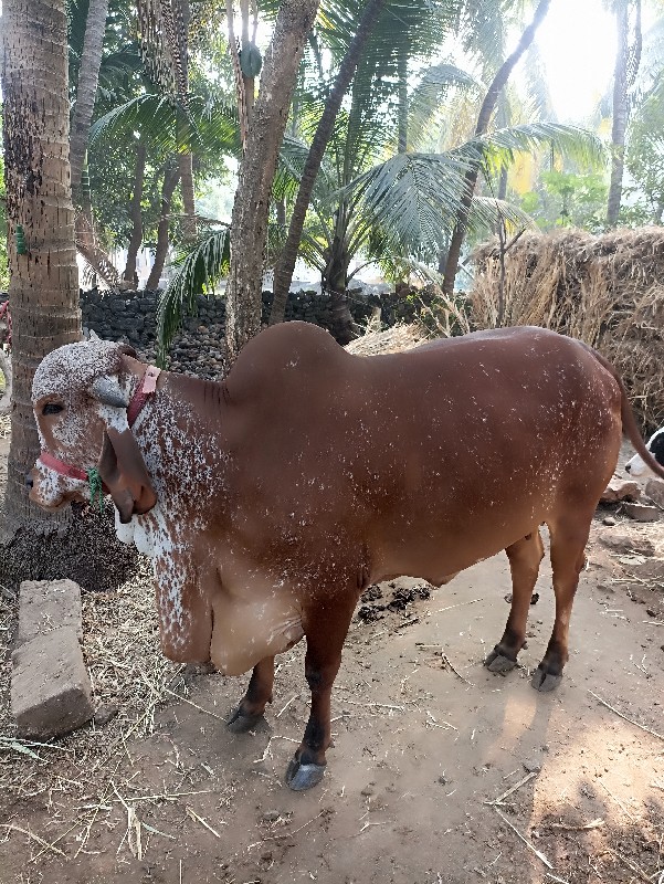 ગીર ગાય