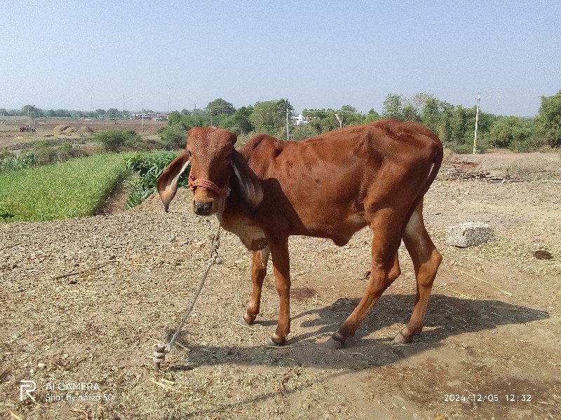 વેચવાની છે