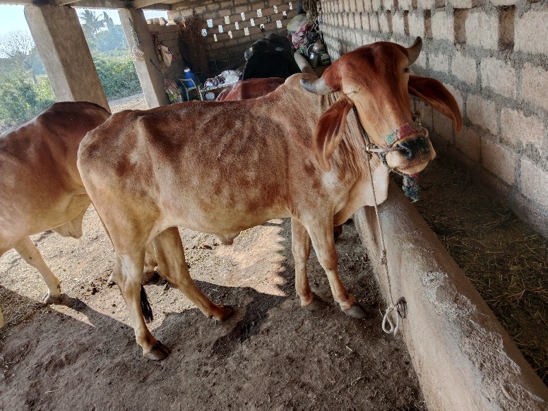 માકણા  ગોંડલમાં...