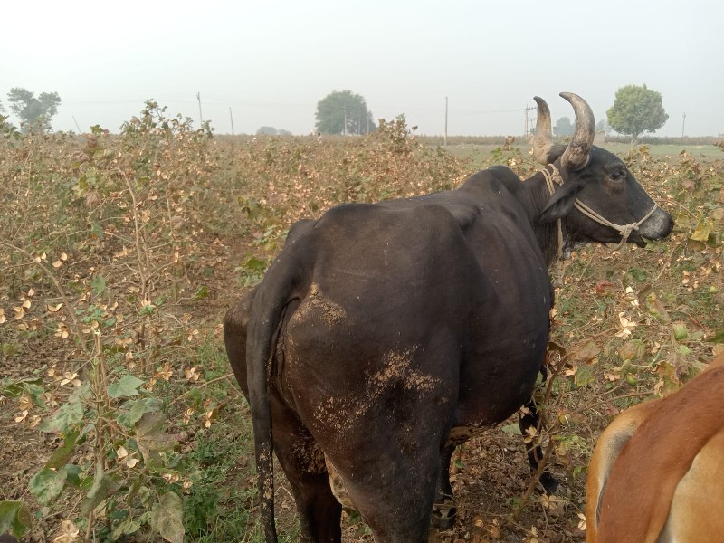 જર્સી ગાય વેચવા...