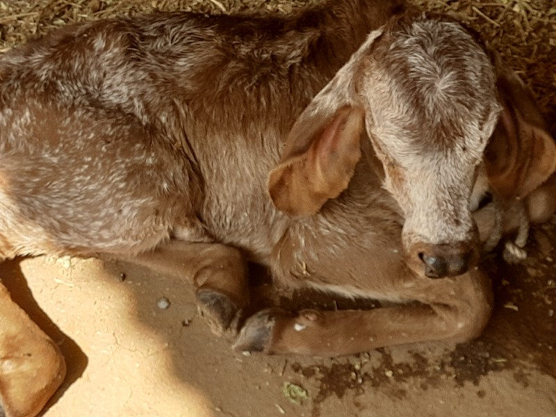 ગાય પેલુ વેતર વ...