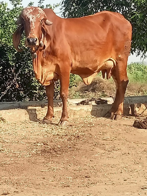 ગાય વેચવાનું છે