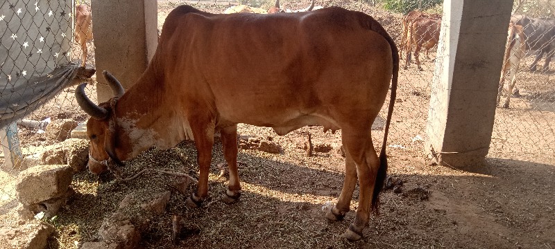 ગાય વેચવાનીછે...