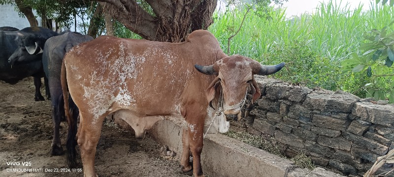 ગોઢલો વેચવાનો છ...