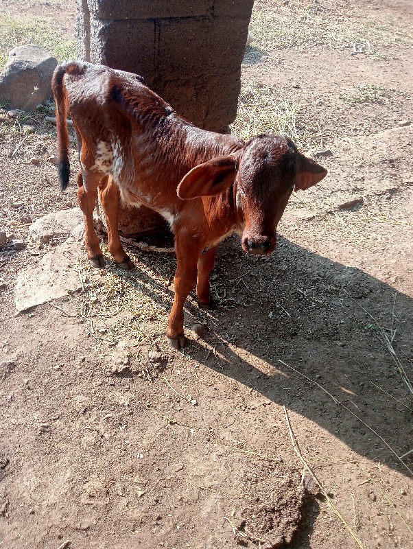 આ ગાય વેચવાની છ...