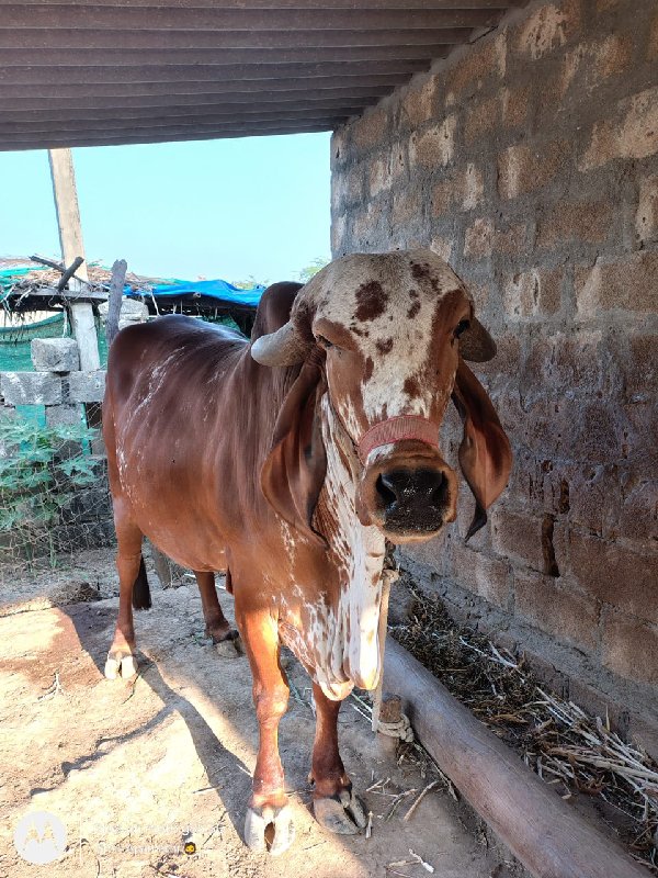 ગાય વેચવાની છે