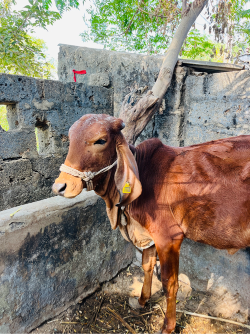 વાસડી વેસવાની છ...