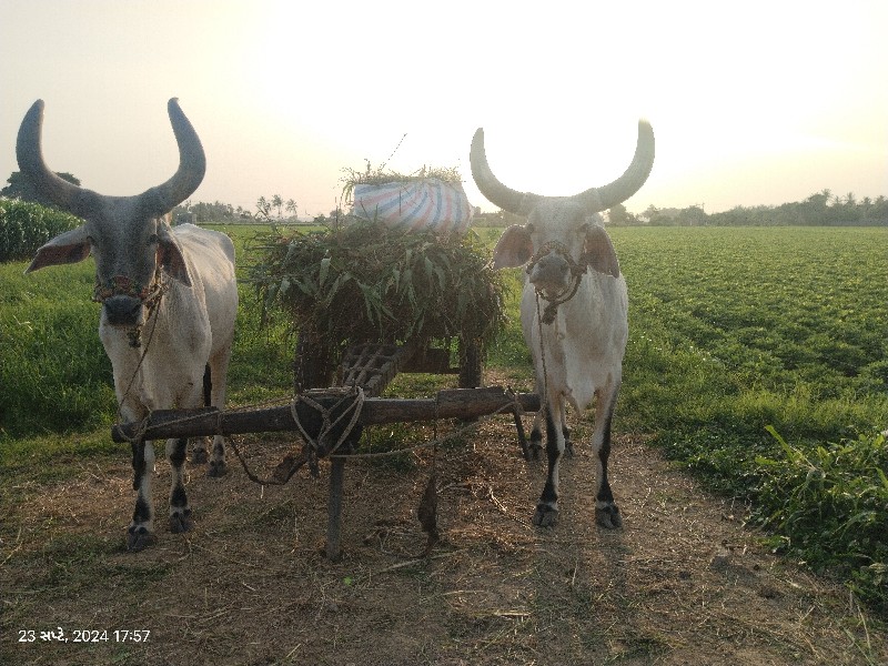 બળદ વેચવા ના છે