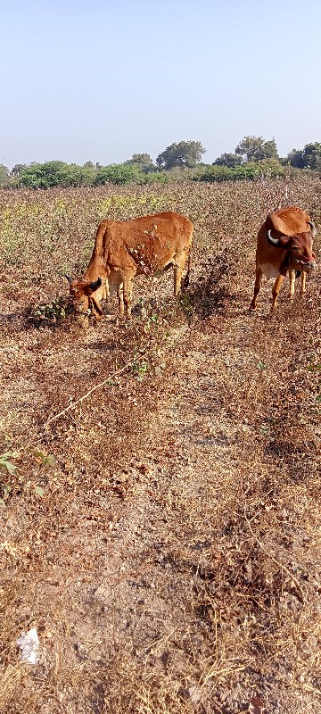 બડદ