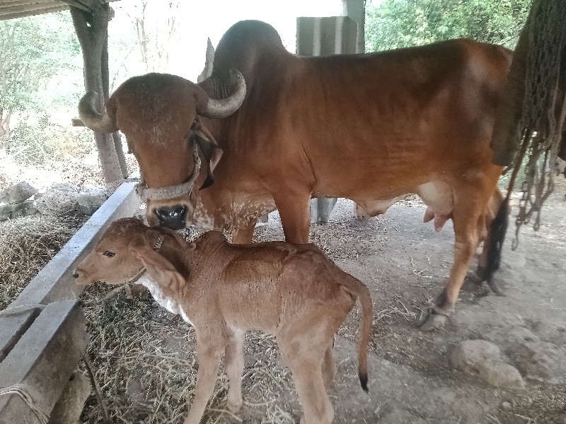 ગીર.તીજુવેતર.ને...