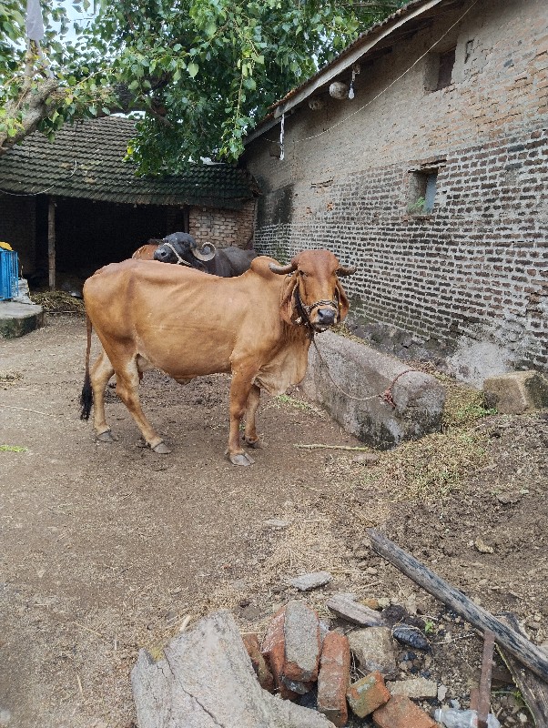 ગાય વેચવાની છે