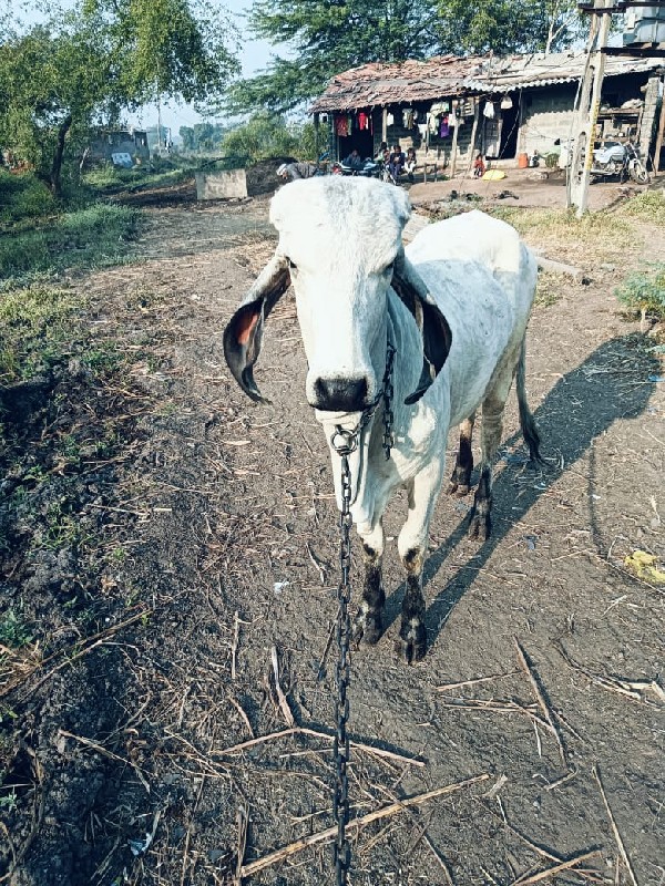 સાટા કરવાના છે