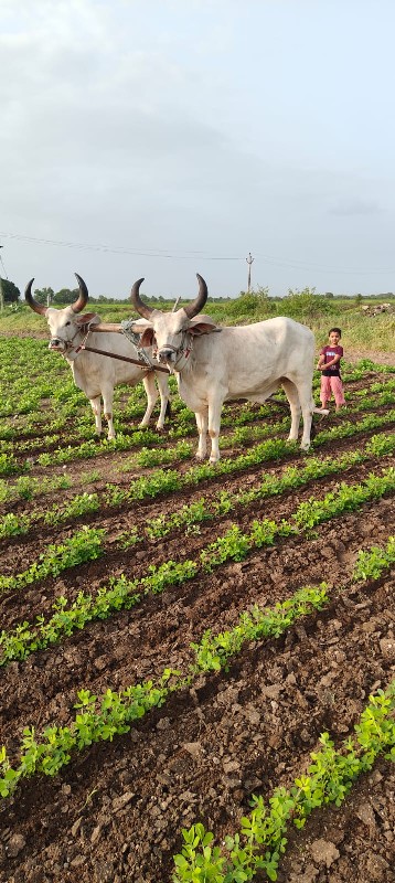 બળદ વેચવાના છે