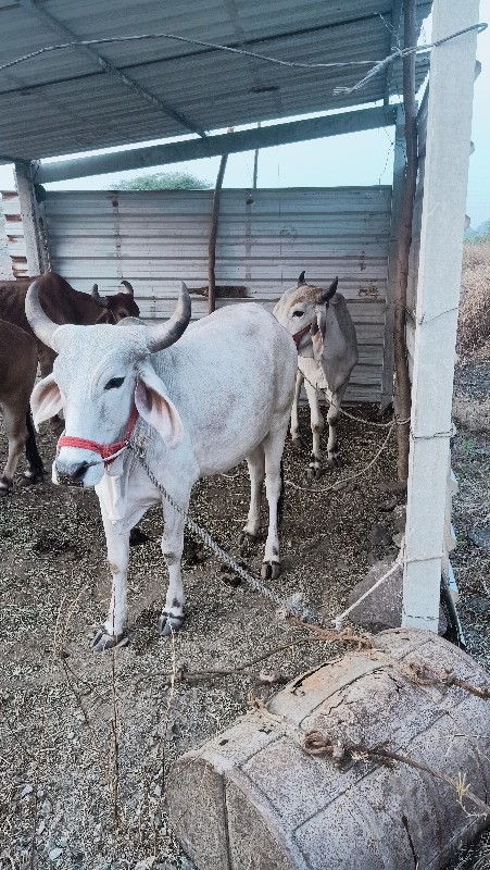 ગોધલા વેચવાના છ...