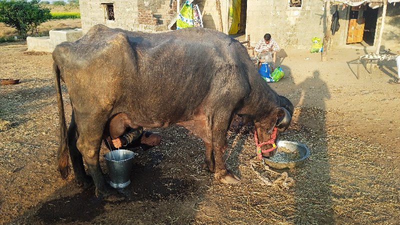 ભેંસ વેચવાની છે