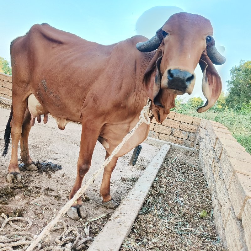 ગાય વેચવાની છે