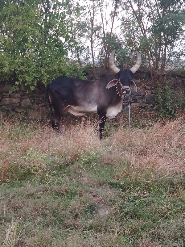 બરધુ વેચવાના છે...