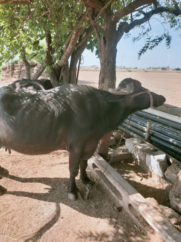 ભેંસ