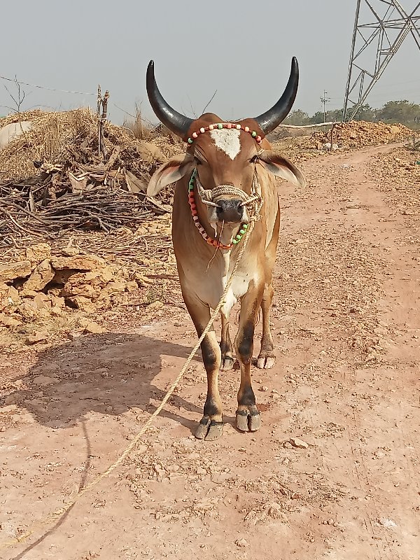 ગોઢલા વેચવાના છ...