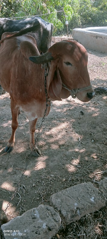 ગાય વેચવા છે