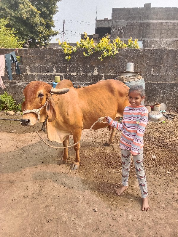 ગાય વેચવાની છે