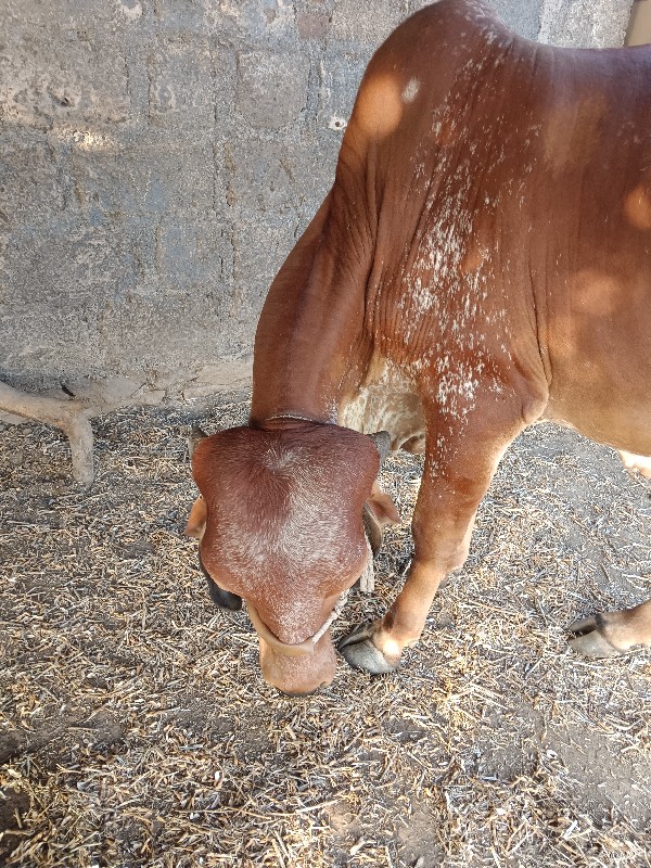 ગીર ગાય વેચવાની...