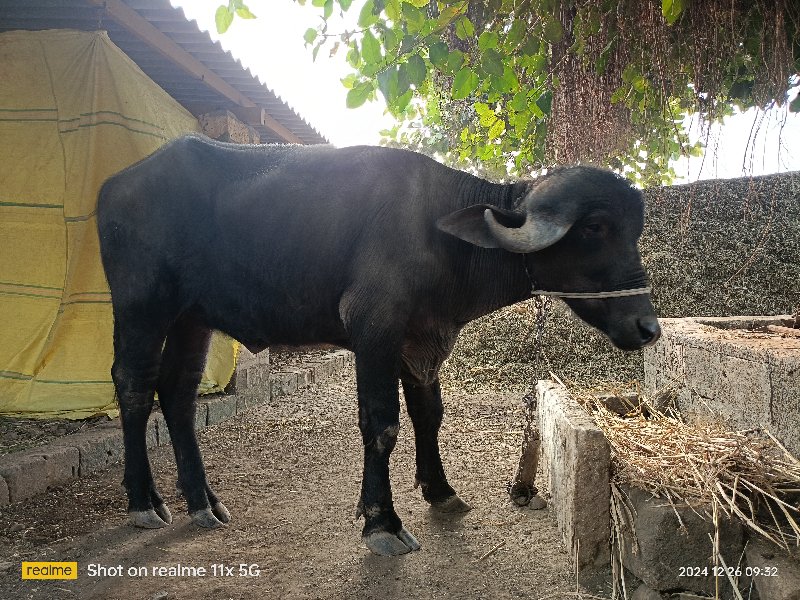 ખડેલી વેચવાની છ...