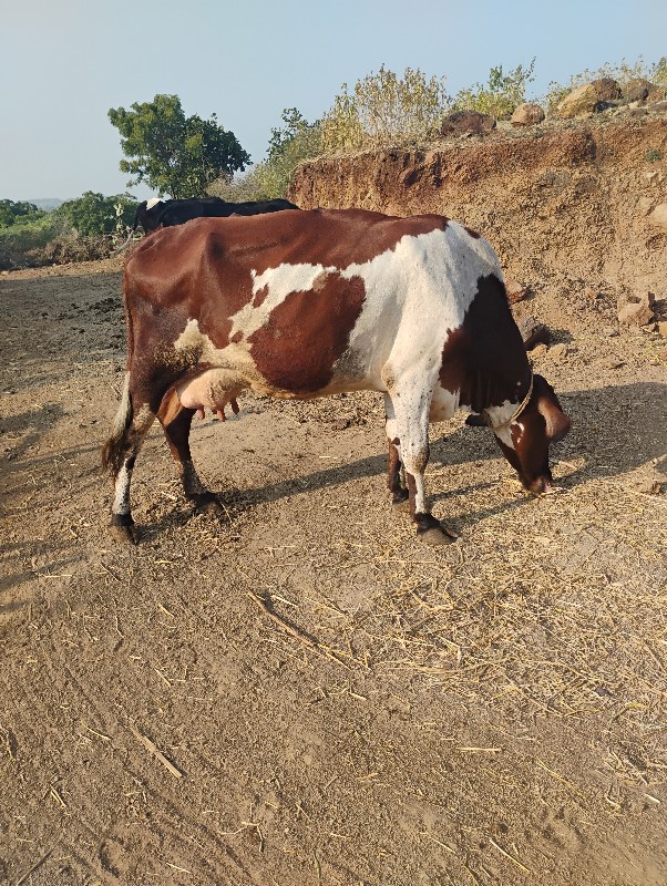 જર્સી ગાય વેચવા...